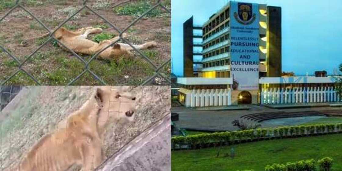 Outrage over video of lions left for death inside OAU zoological garden