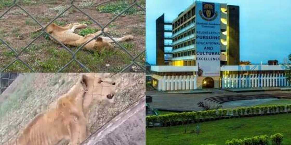 Outrage over video of lions left for death inside OAU zoological garden Outrage over video of lions left for death inside OAU zoological garden