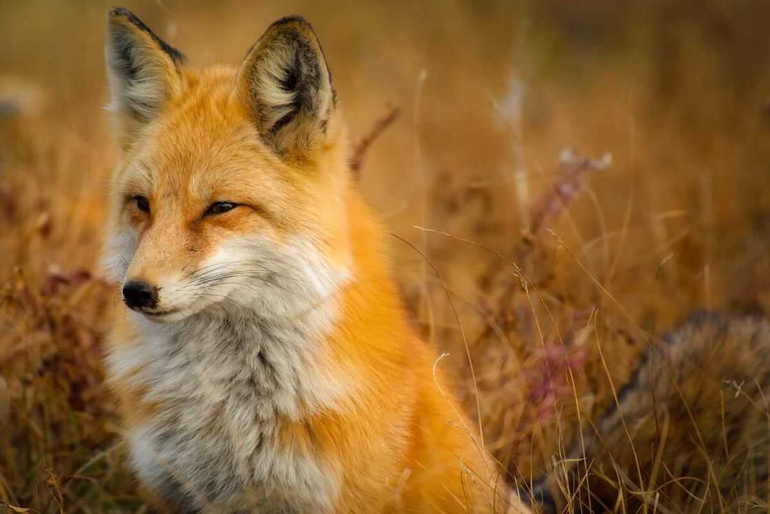 Names for foxes Names for foxes