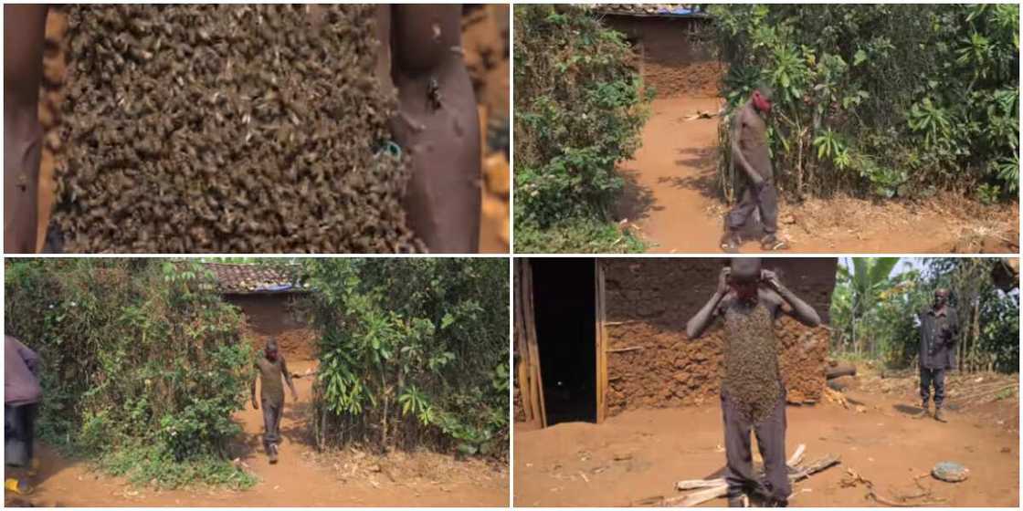 King of bees: Man who walks with bees on his body showcases it in video King of bees: Man who walks with bees on his body showcases it in video