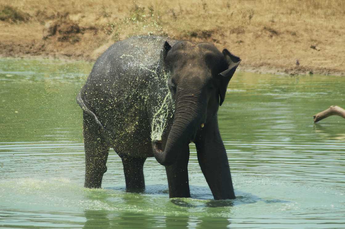 An elephant in waterhole washing itself