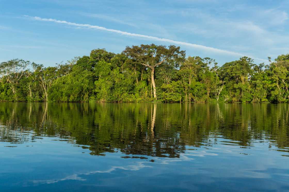 Beautiful amazon river and rainforest