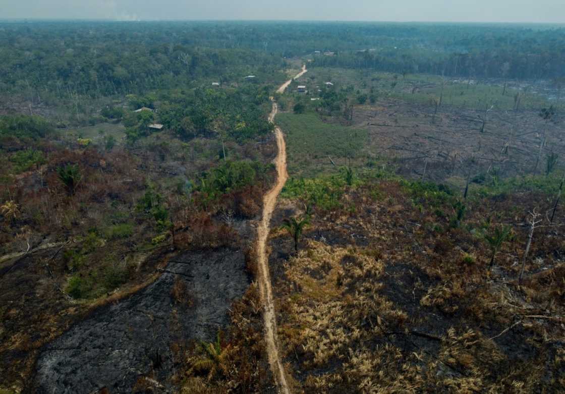 Illegal deforestation has been rampant in the Amazon