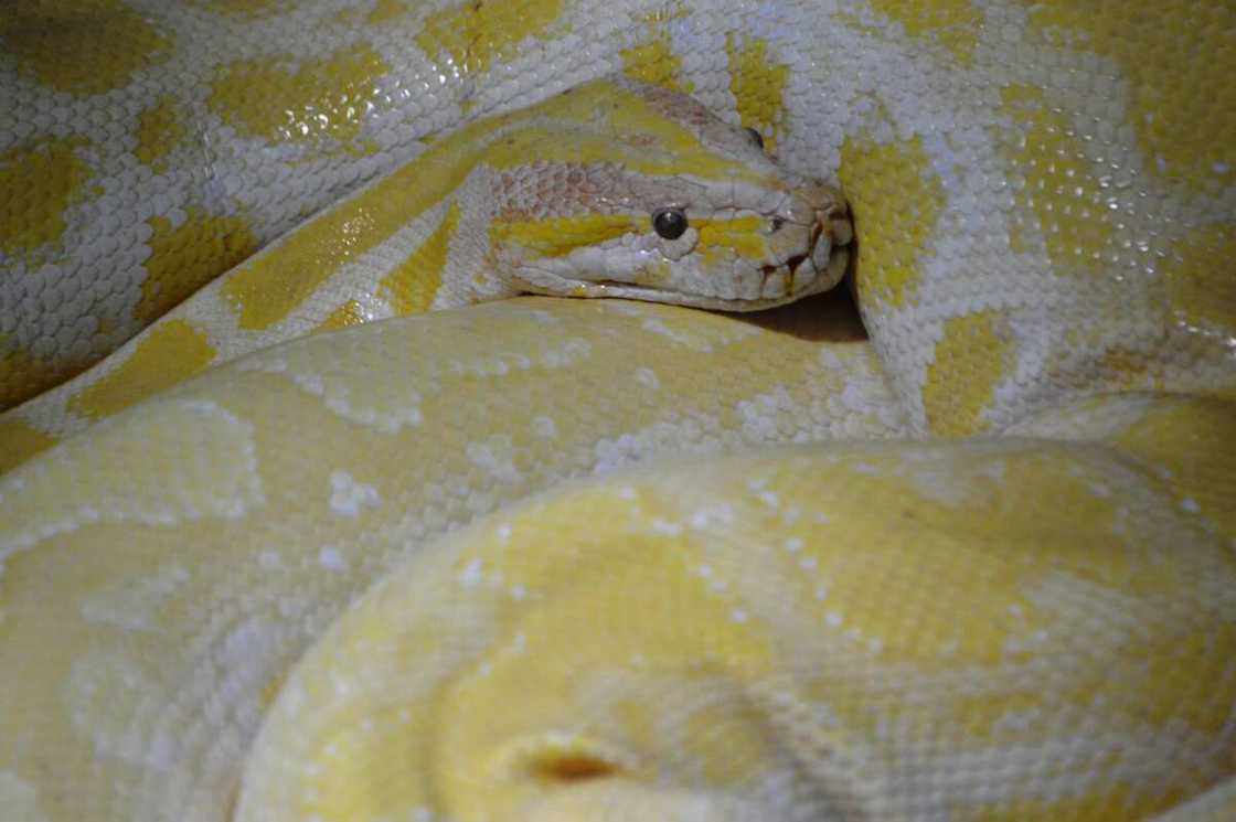 Police probe launched after python and other exotic animals found in former AGF’s house. Police probe launched after python and other exotic animals found in former AGF’s house.