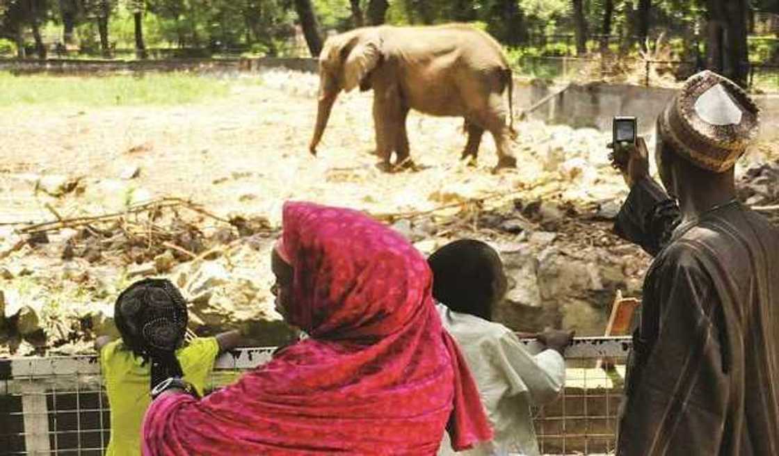 Ganduje ya bayar da umarnin sauya wa gidan Zoo matsuguni daga cikin birni