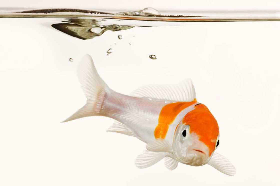 nom de poisson nom de poisson