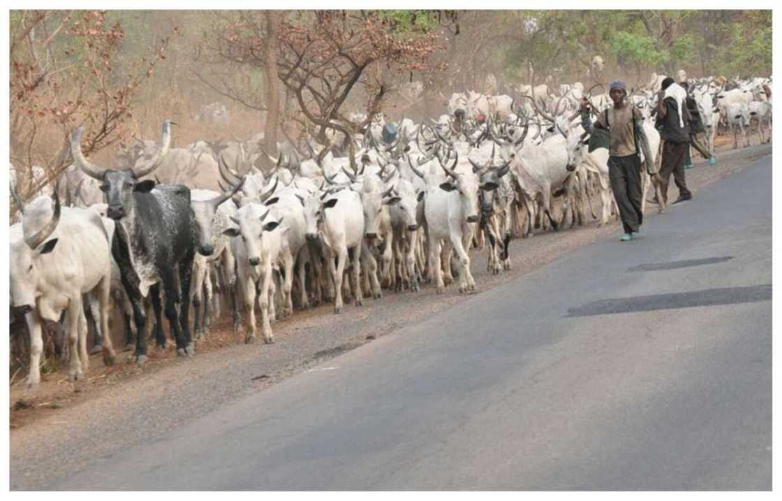 Makiyaya sun mutu a harin da aka kai wa rugar Fulani a Ebonyi inji ‘Yan Sanda