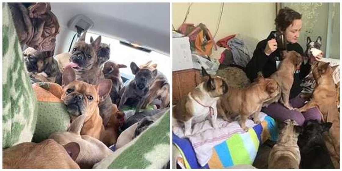Olena Lukash, 53, drives into Ukraine to save her French Bulldogs from Russian bombardments Olena Lukash, 53, drives into Ukraine to save her French Bulldogs from Russian bombardments