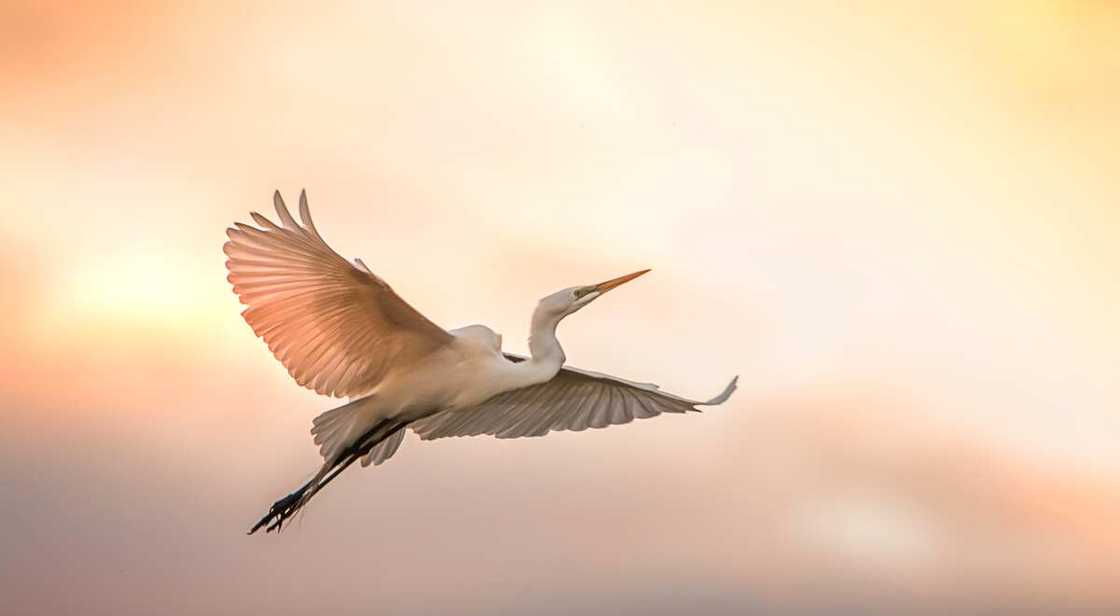 An egret flying at sunrise An egret flying at sunrise