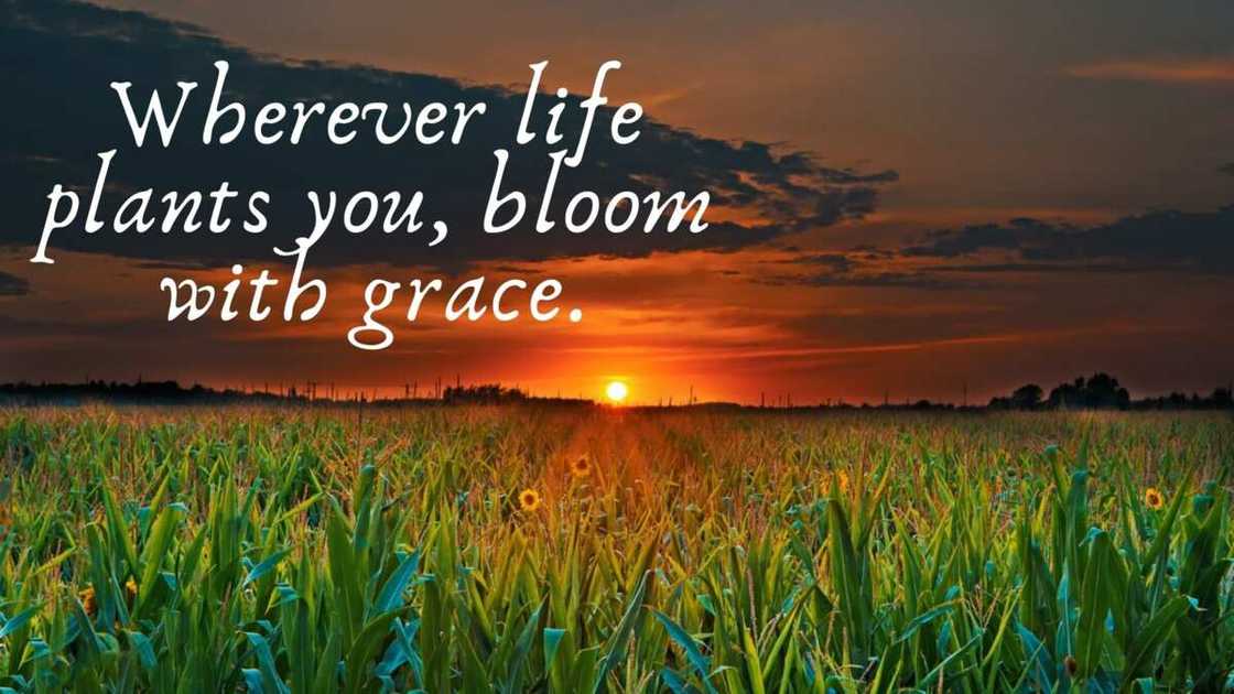 quotations on flowers quotations on flowers