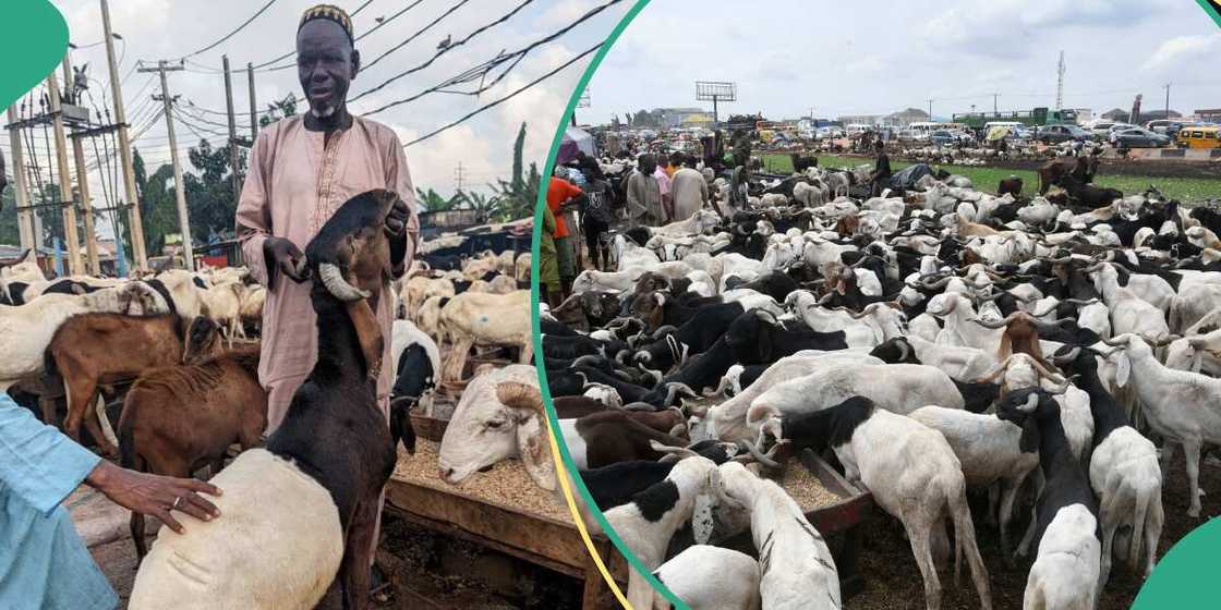 Ram sellers in Nigeria quote new prices ahead of Sallah celebration Ram sellers in Nigeria quote new prices ahead of Sallah celebration