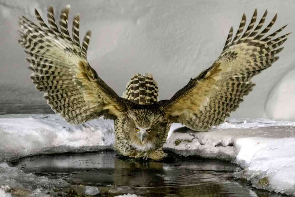 Blakiston's Fish Owl fishing in a river pool