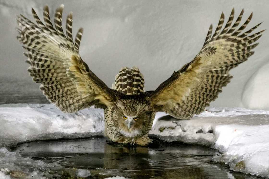 Blakiston's Fish Owl fishing in a river pool Blakiston's Fish Owl fishing in a river pool