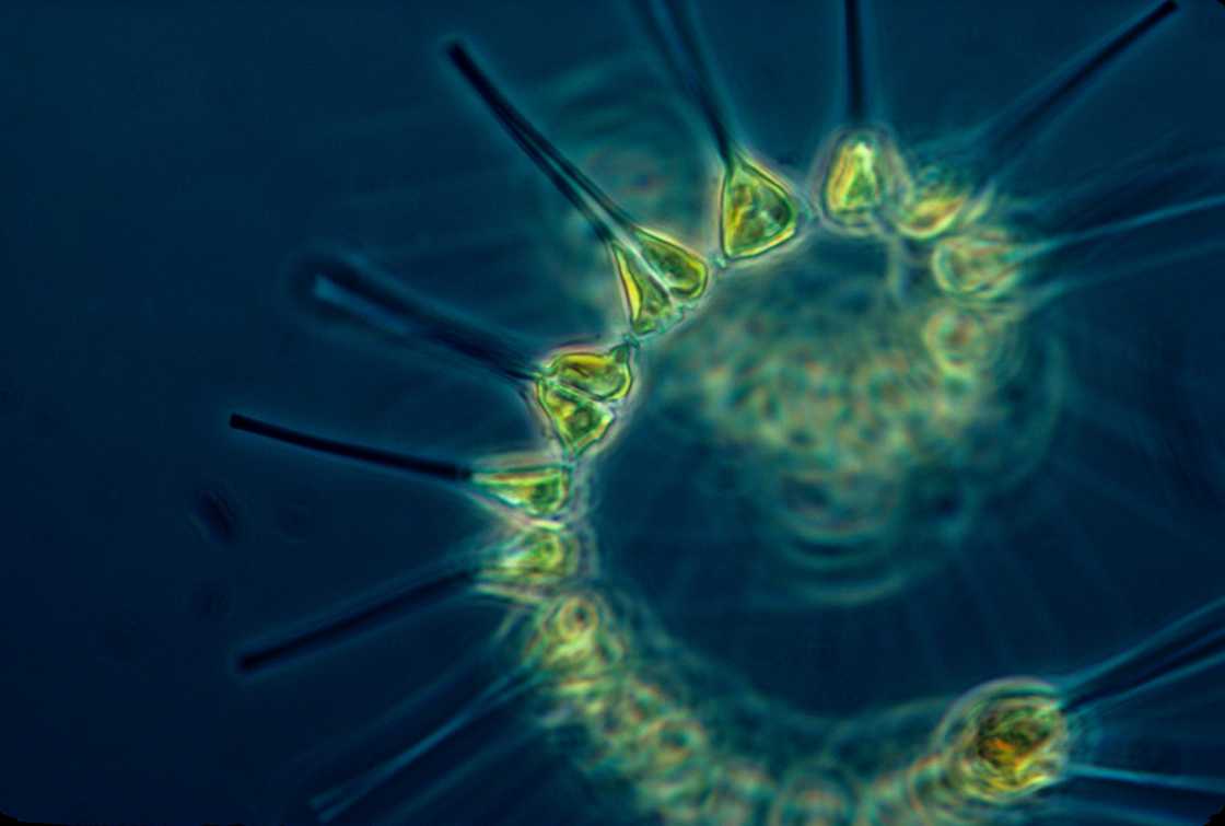 The small but mighty phytoplankton The small but mighty phytoplankton