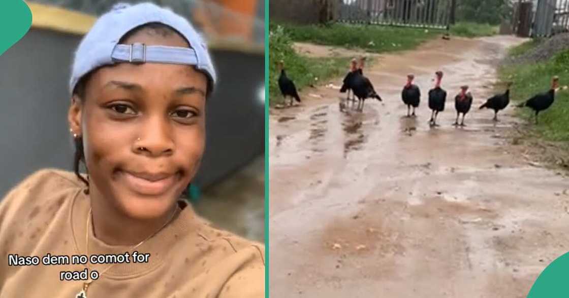Lady says turkey blocked her way. Lady says turkey blocked her way.