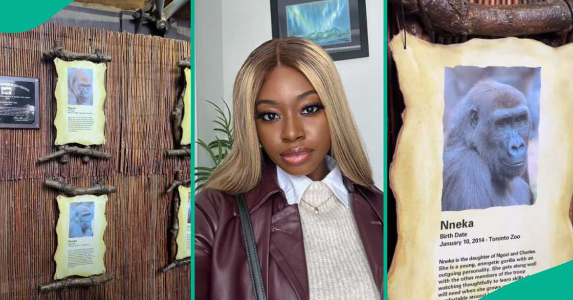 Lady thrilled to find gorillas "given Nigerian names" at Toronto zoo, her video goes viral Lady thrilled to find gorillas "given Nigerian names" at Toronto zoo, her video goes viral