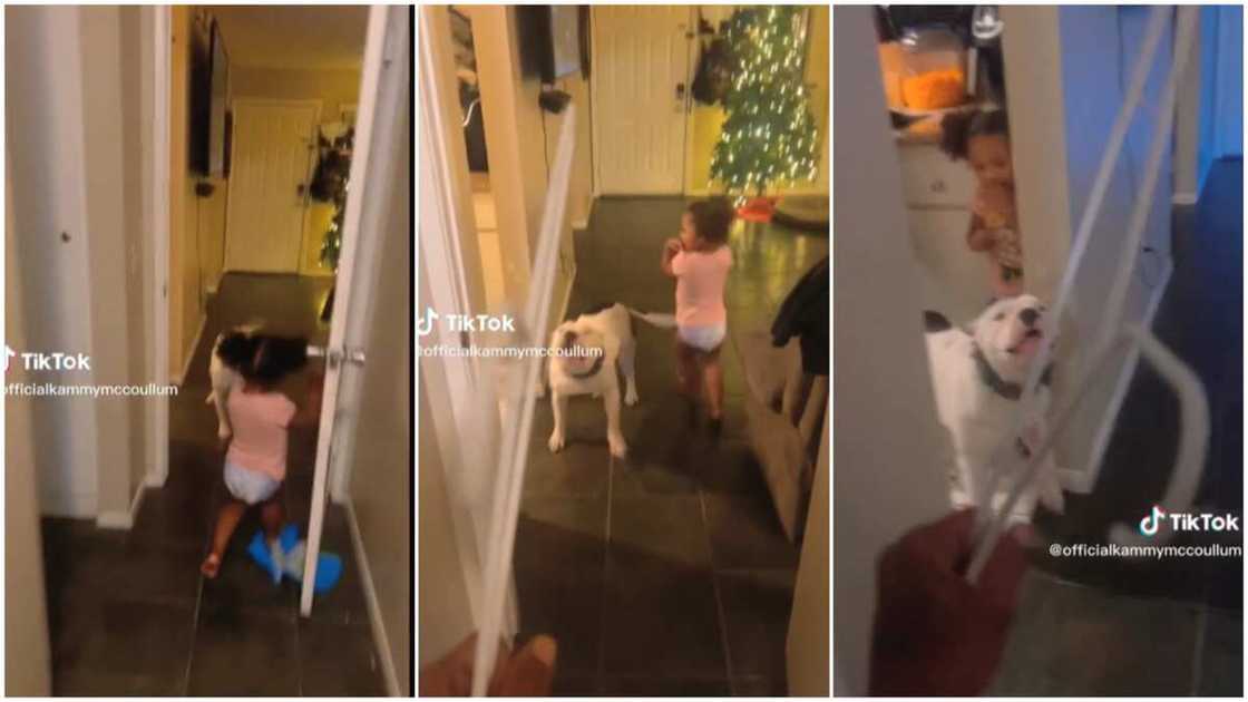 Lovely dog at home/father chased his daughter. Lovely dog at home/father chased his daughter.