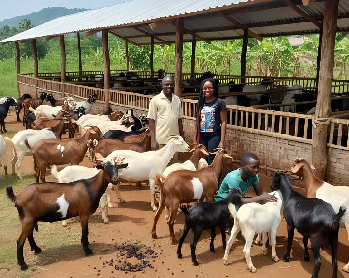 A local goat farm in Kano A local goat farm in Kano