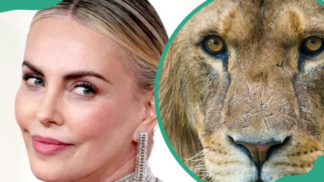 Face of actress Charlize Theron (L). Face of a lion (R) Face of actress Charlize Theron (L). Face of a lion (R)