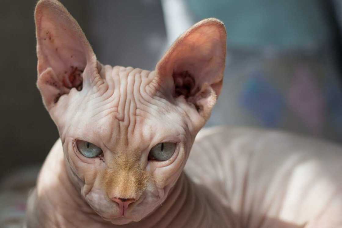 World's most expensive cat World's most expensive cat