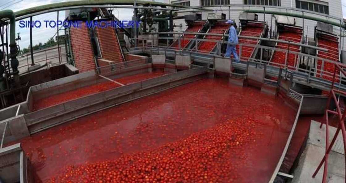 Tomato paste Tomato paste