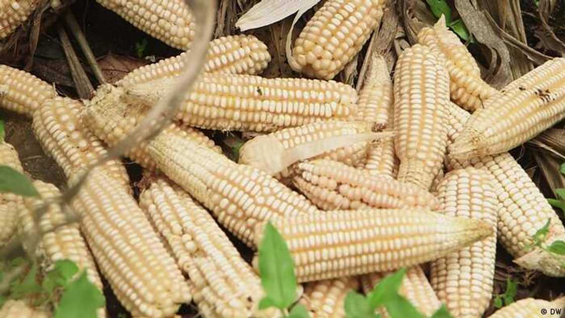 Tsadar Abinci: Bayan Karya Farashin Shinkafa, CBN Ta Samo Mafita Kan Na Masara Tsadar Abinci: Bayan Karya Farashin Shinkafa, CBN Ta Samo Mafita Kan Na Masara