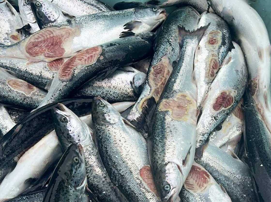 Salmon like these are dying prematurely at fish farms in Norway