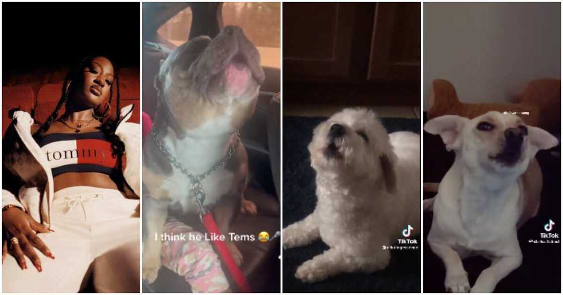 Dogs 'singing along' to Tems' Free Mind song. Dogs 'singing along' to Tems' Free Mind song.