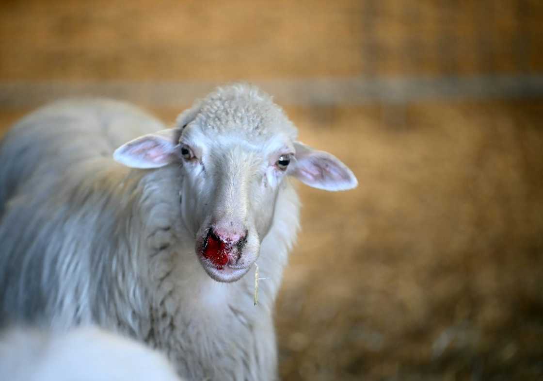 Bluetongue can cause nosebleeds, swollen heads, fever and turn an infected animal's tongue blue