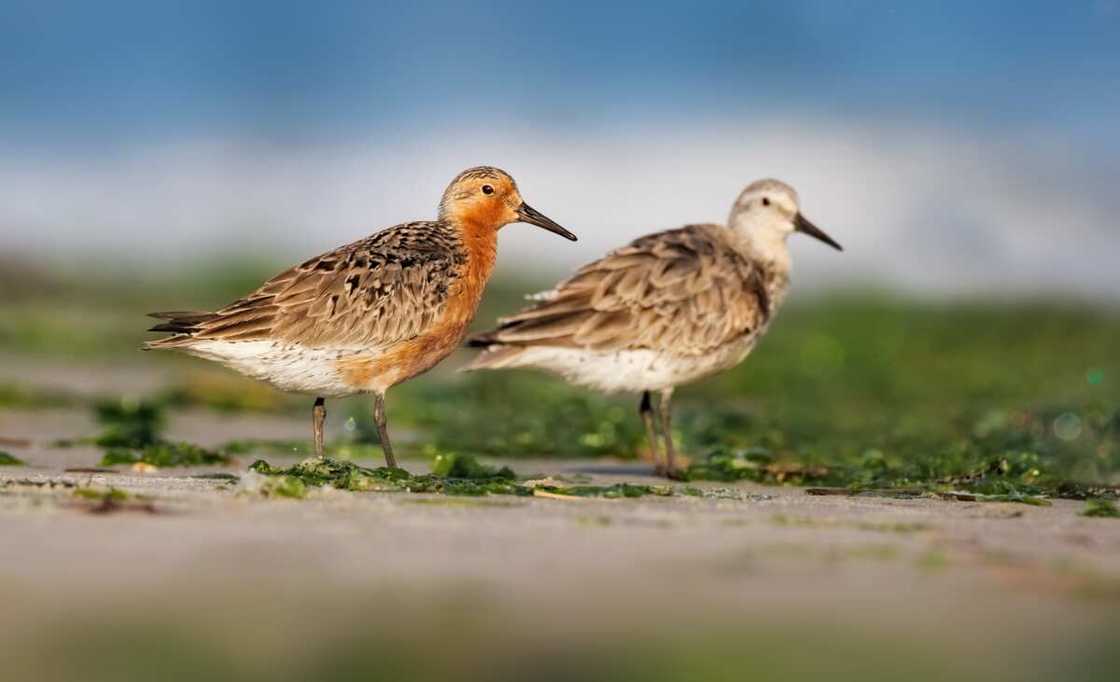 Red knot Red knot