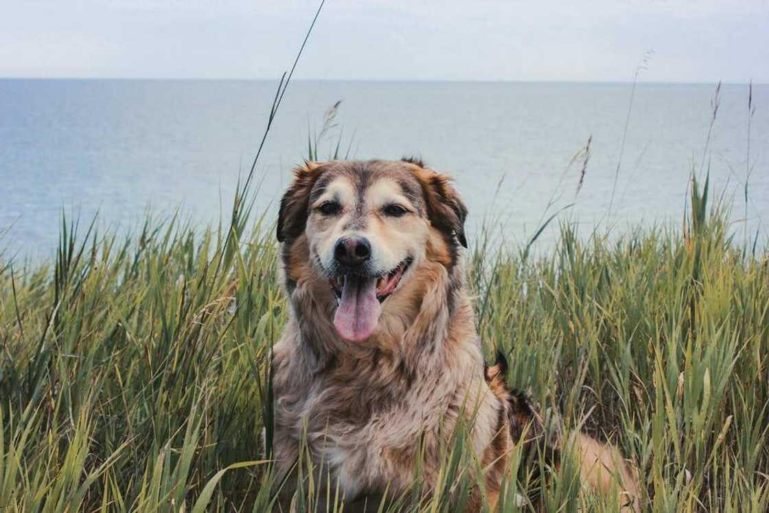 Large dog Large dog