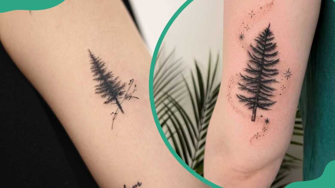 Pine tree tattoos