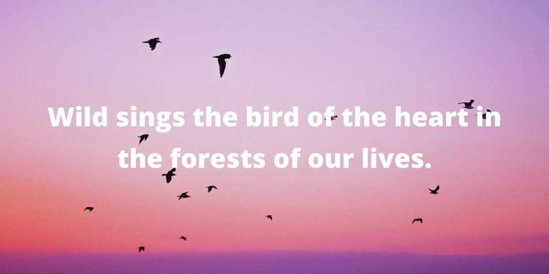 Quotes by Mary Oliver Quotes by Mary Oliver