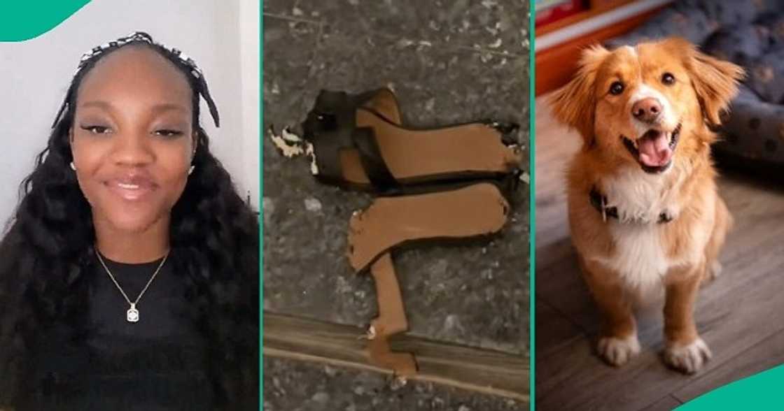 Lash technician laments as client's dog devours her slippers Lash technician laments as client's dog devours her slippers