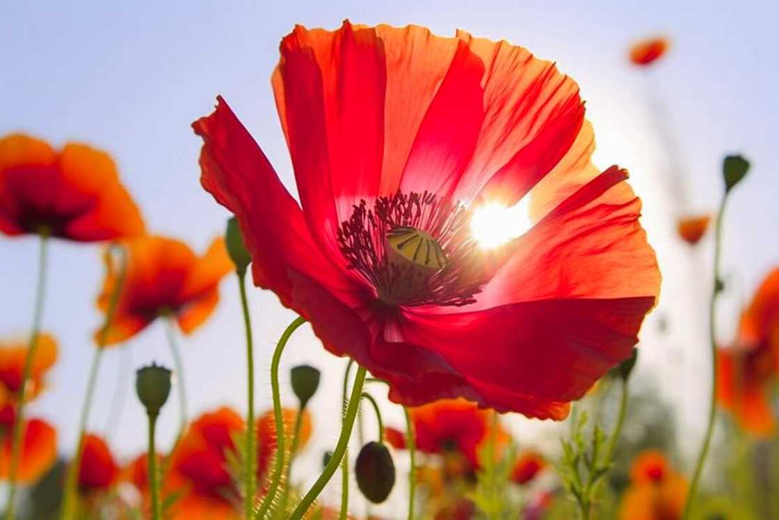 Red petals of poppy flowers