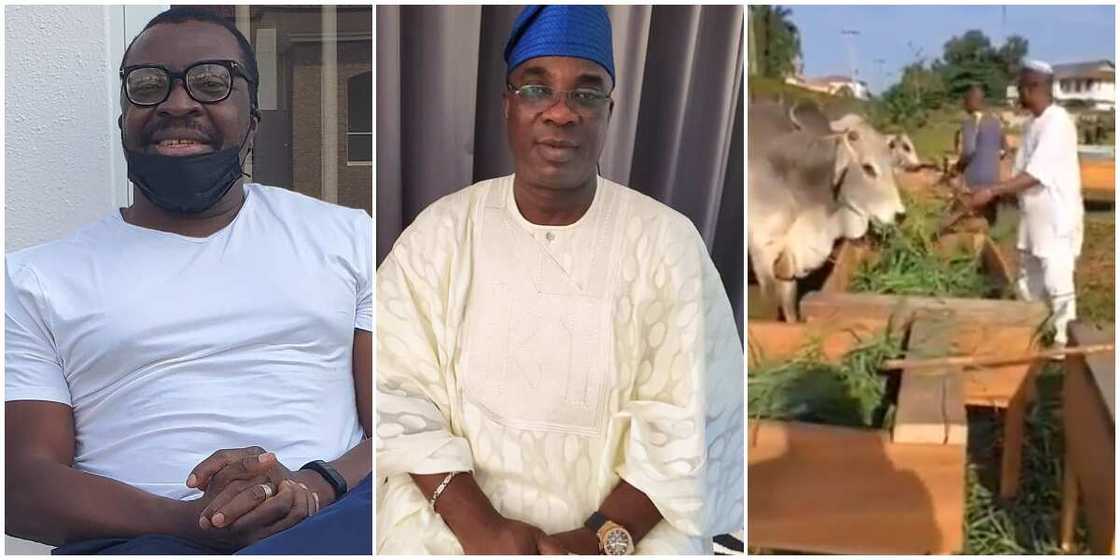 Herdsmen: Ali Baba shares video showing how fuji star Wasiu Ayinde rears cattle in Ogun Herdsmen: Ali Baba shares video showing how fuji star Wasiu Ayinde rears cattle in Ogun