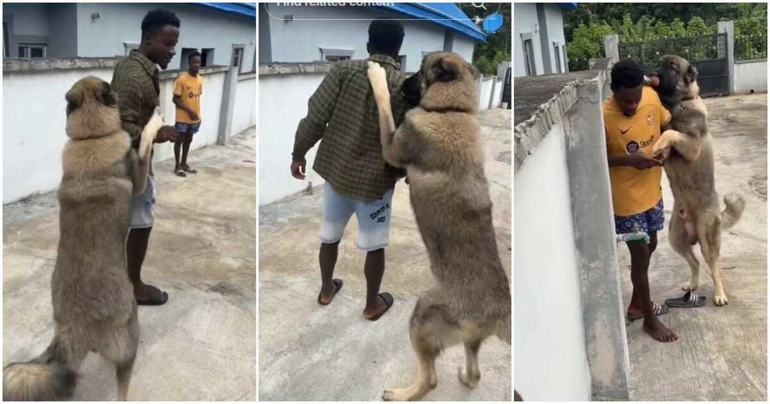 Big dog, tall dog Big dog, tall dog