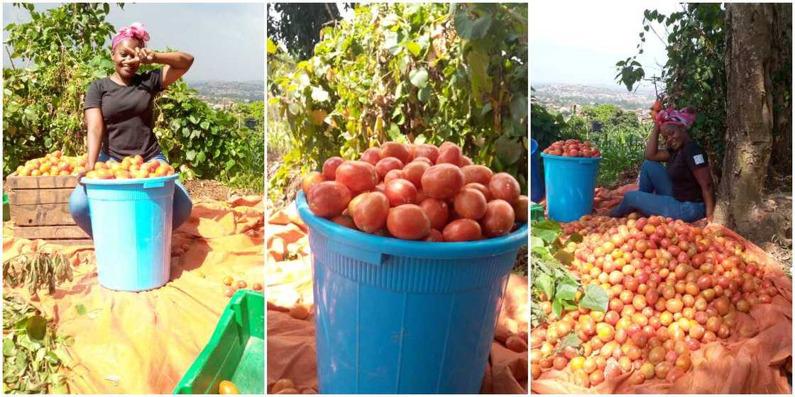 Pretty lady shows off the big and shiny tomatoes she harvested from her farm, says it took her 4 months Pretty lady shows off the big and shiny tomatoes she harvested from her farm, says it took her 4 months