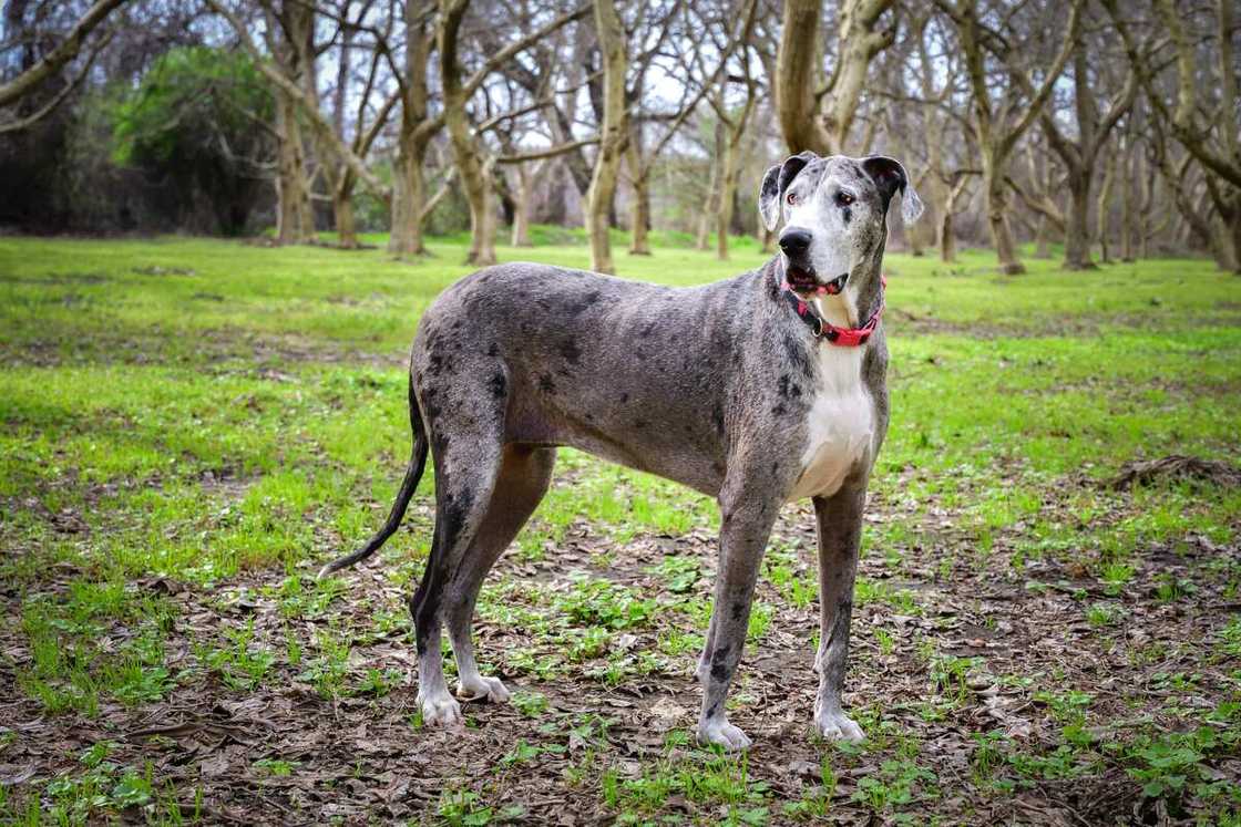 Great Dane standing in deciduous walnut orchard Great Dane standing in deciduous walnut orchard