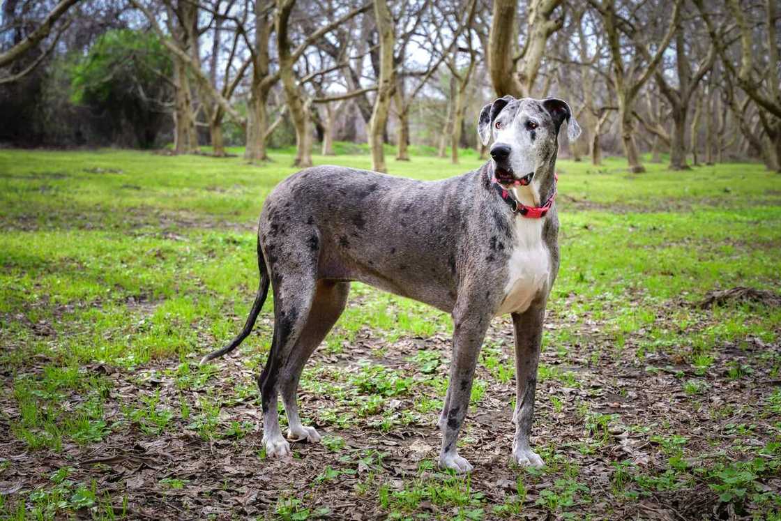 Great Dane standing in deciduous walnut orchard