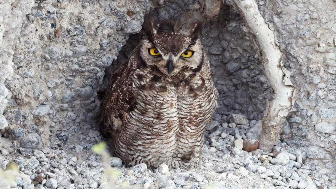 Magellanic horned owl Magellanic horned owl
