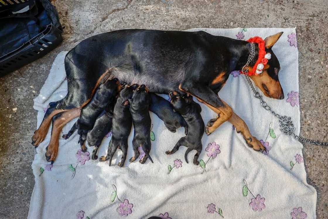 Doberman Doberman