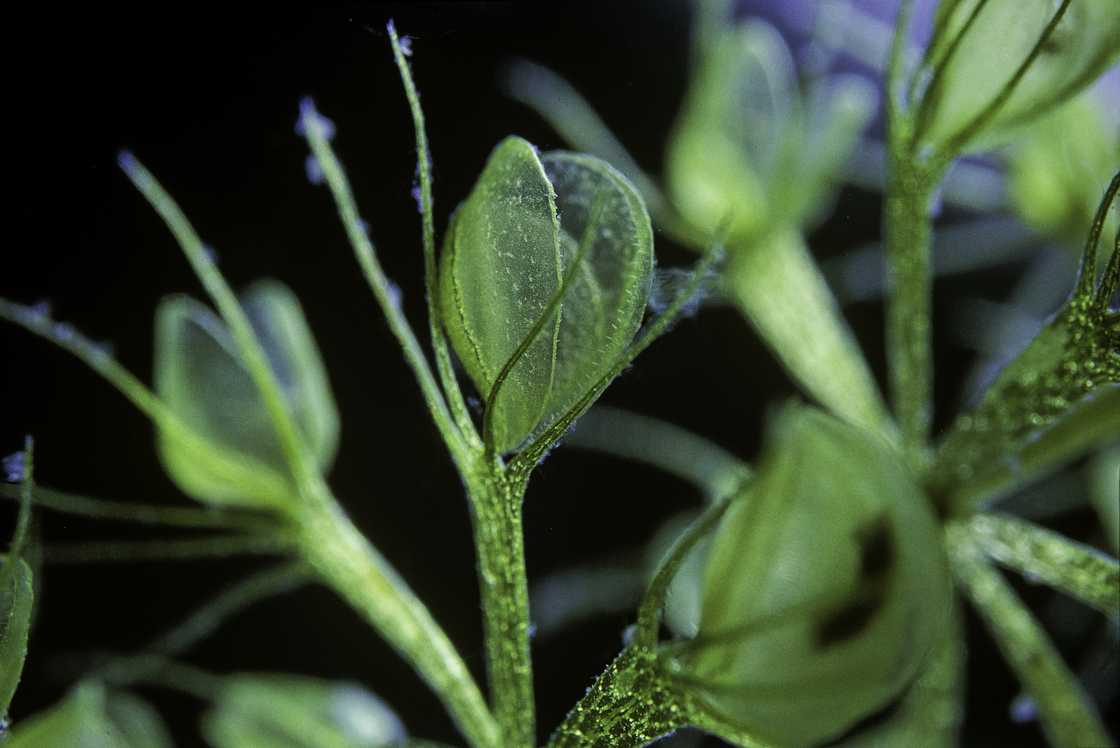 A waterwheel plant trap