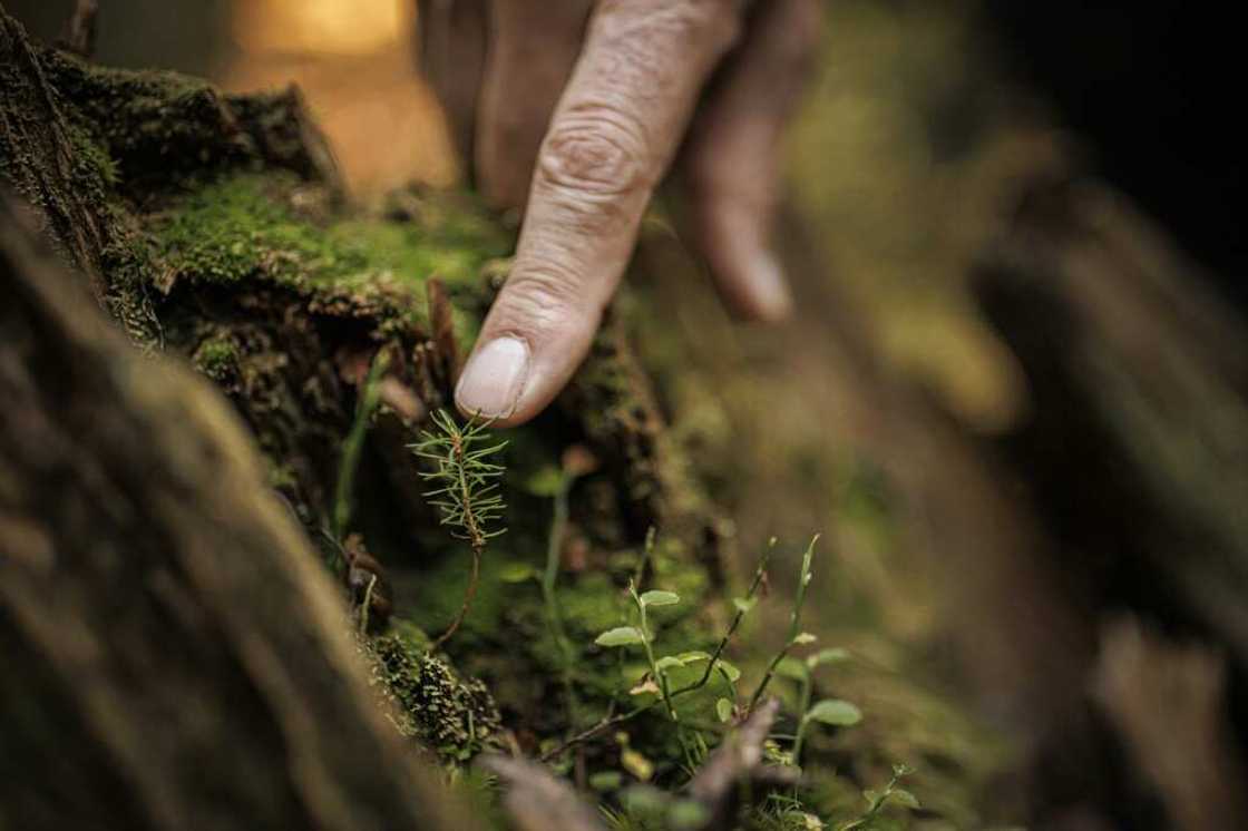 Forest ranger Francois Villard fears the spruce saplings of Risoud will not withstand global warming Forest ranger Francois Villard fears the spruce saplings of Risoud will not withstand global warming