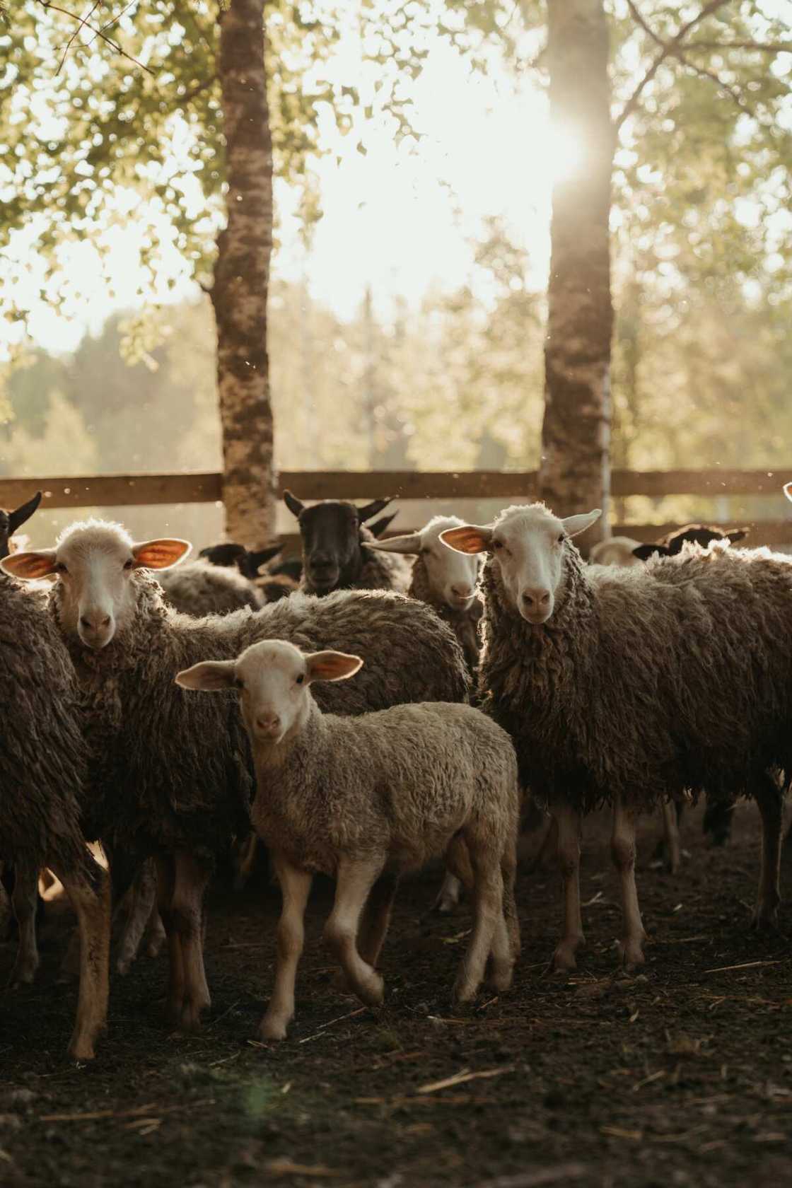 pastoral farming