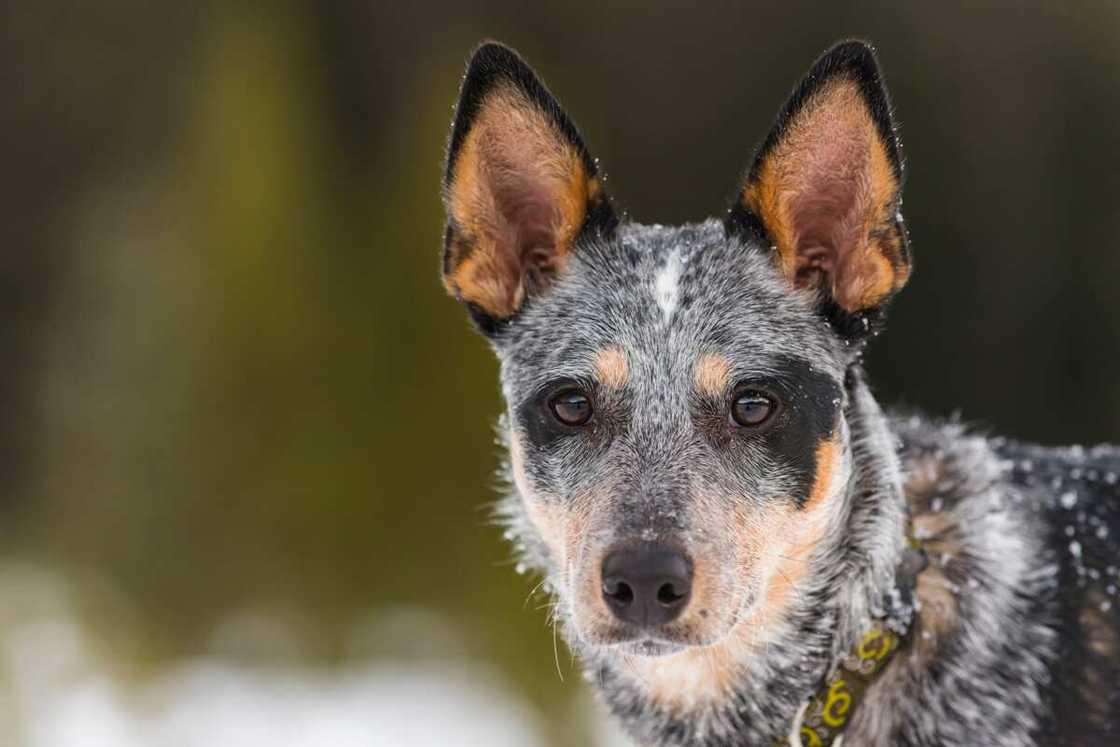 Beauceron in snow