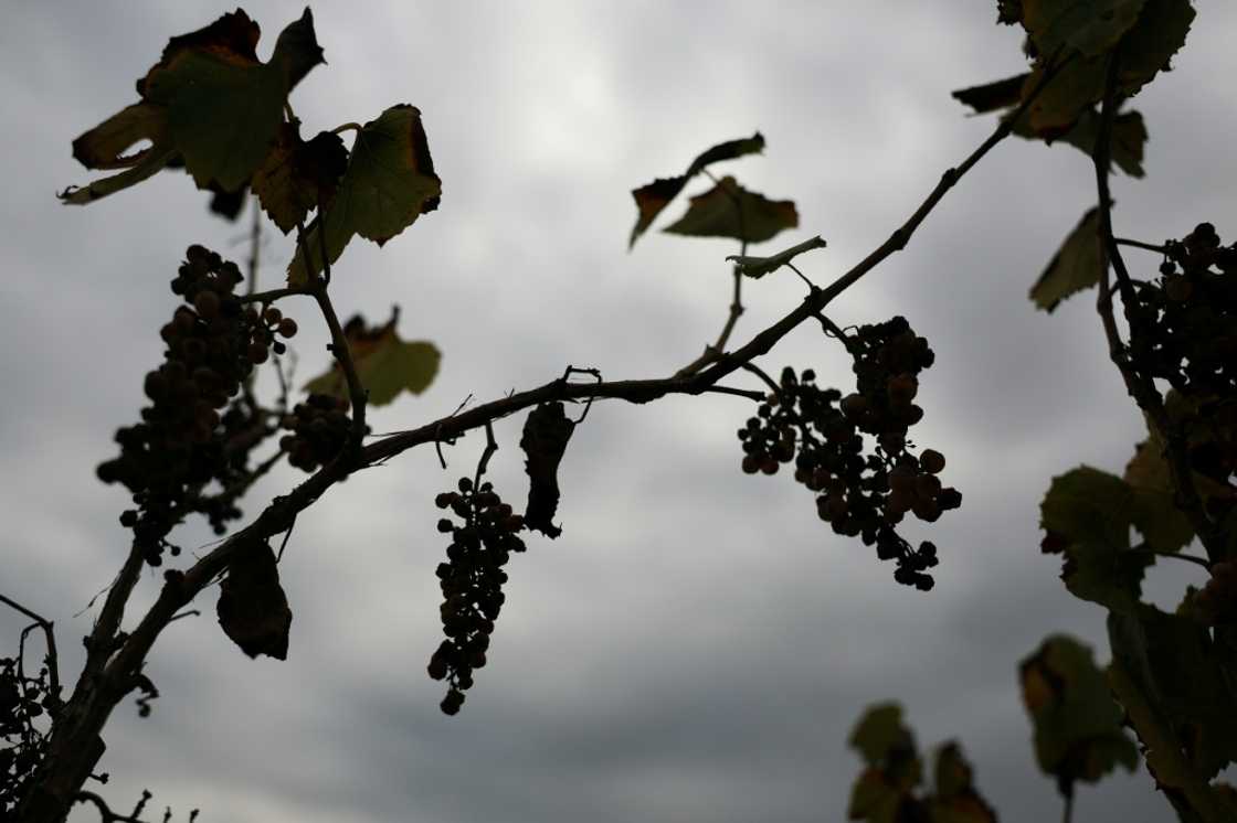 Wine grapes rot on the vine at an abandoned Central Valley wine grape vineyard in Lodi, California, where farmers are turning to alternate crops due to falling demand Wine grapes rot on the vine at an abandoned Central Valley wine grape vineyard in Lodi, California, where farmers are turning to alternate crops due to falling demand