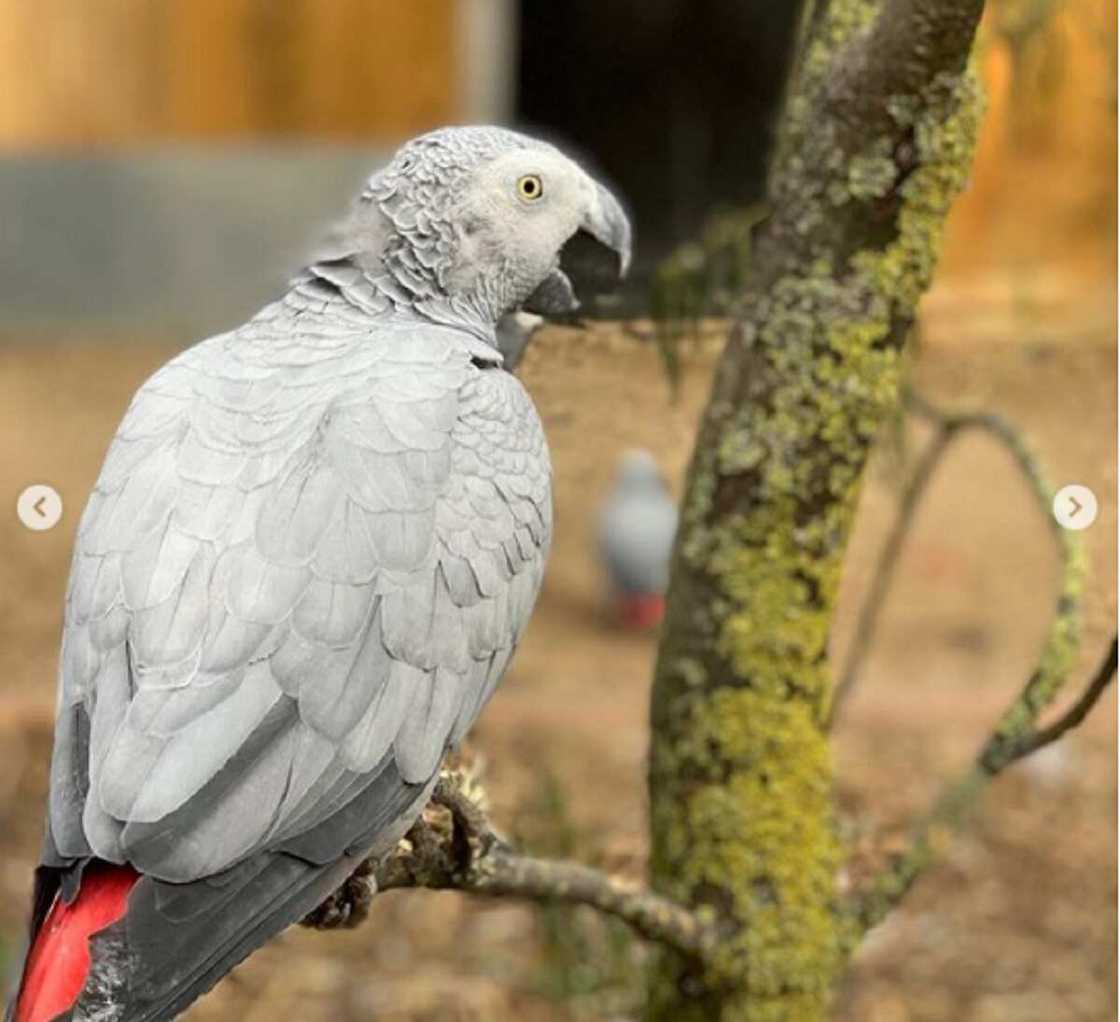 An raba wasu aku 5 a gidan zoo saboda yi wa mutane ashariya (Hotuna)