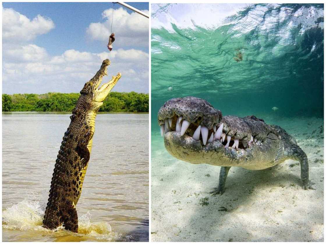 the biggest things ever the biggest things ever