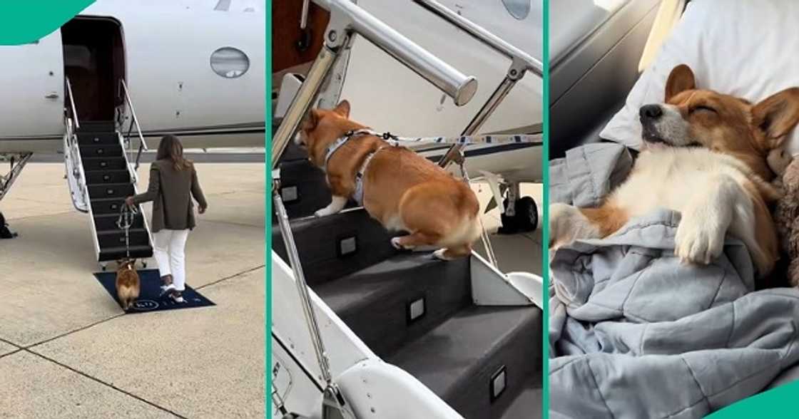 Lady treats her dog to a first-class flight experience. Lady treats her dog to a first-class flight experience.